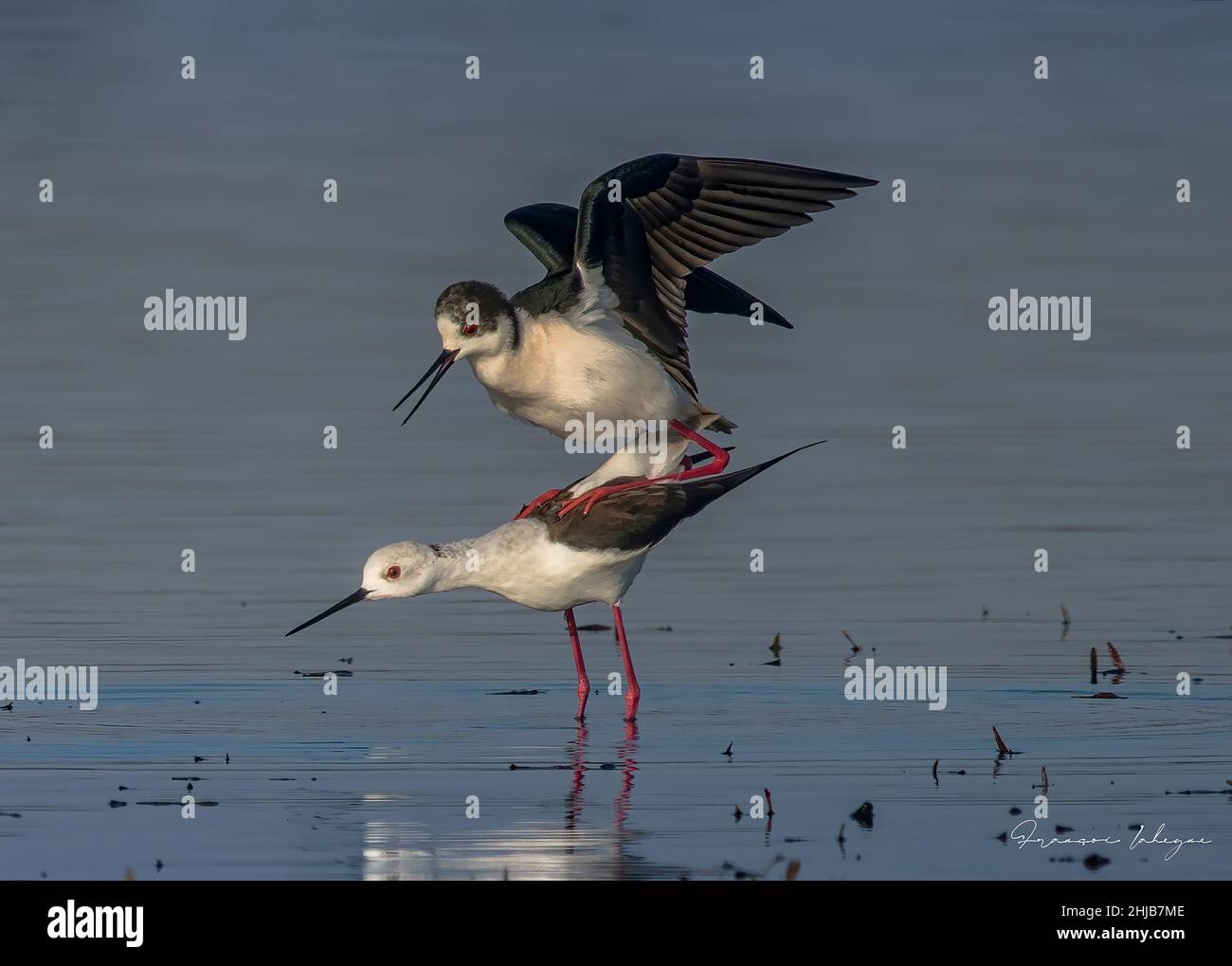 Echasses blanches dans la baie de somme. longues pattes rouges, bec noir Banque D'Images