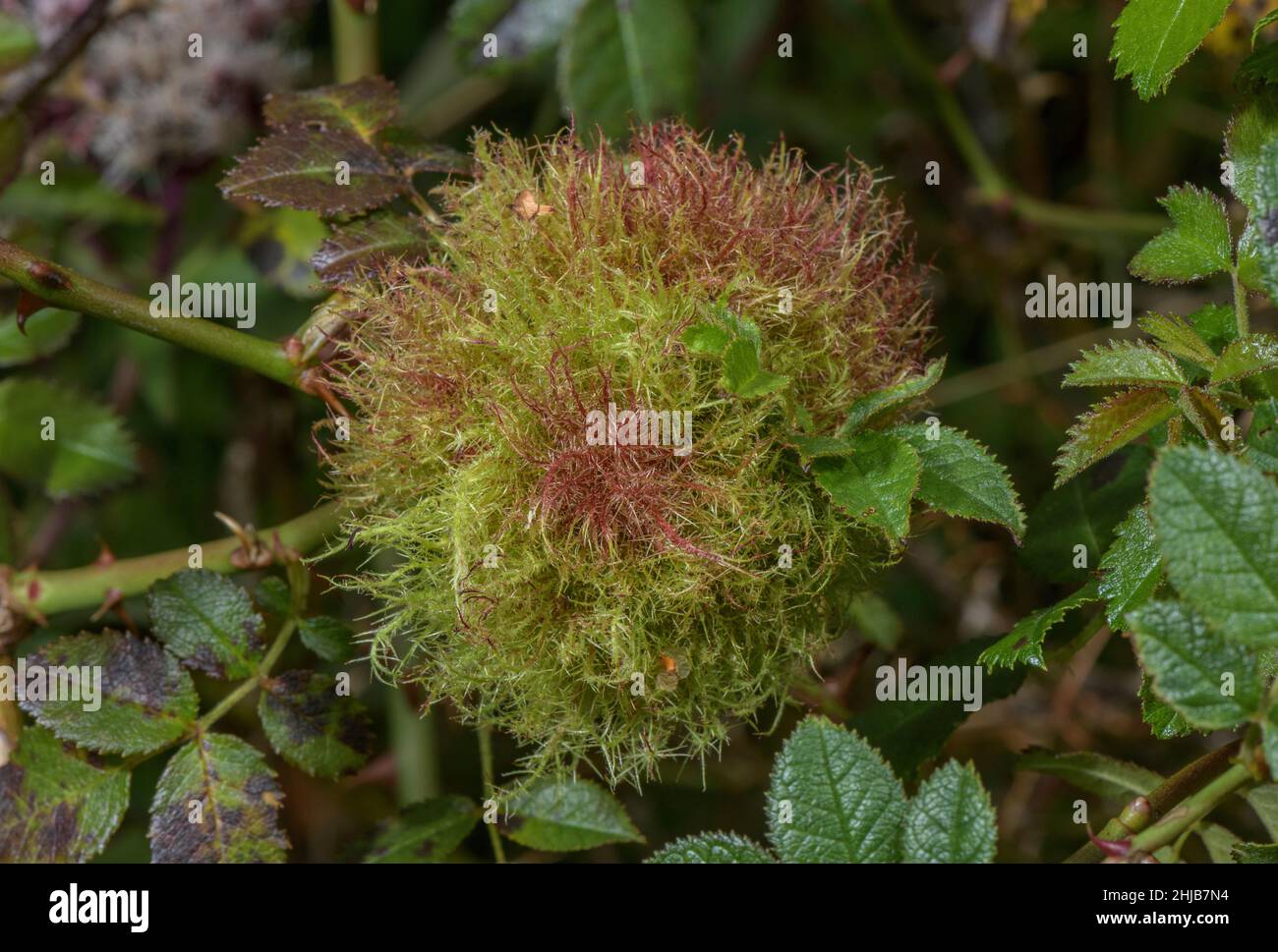 Bedeguar Galle ou le coussinet de Robin, Diplolepis rosae, sur le buisson rosé de chien, Dorset. Banque D'Images