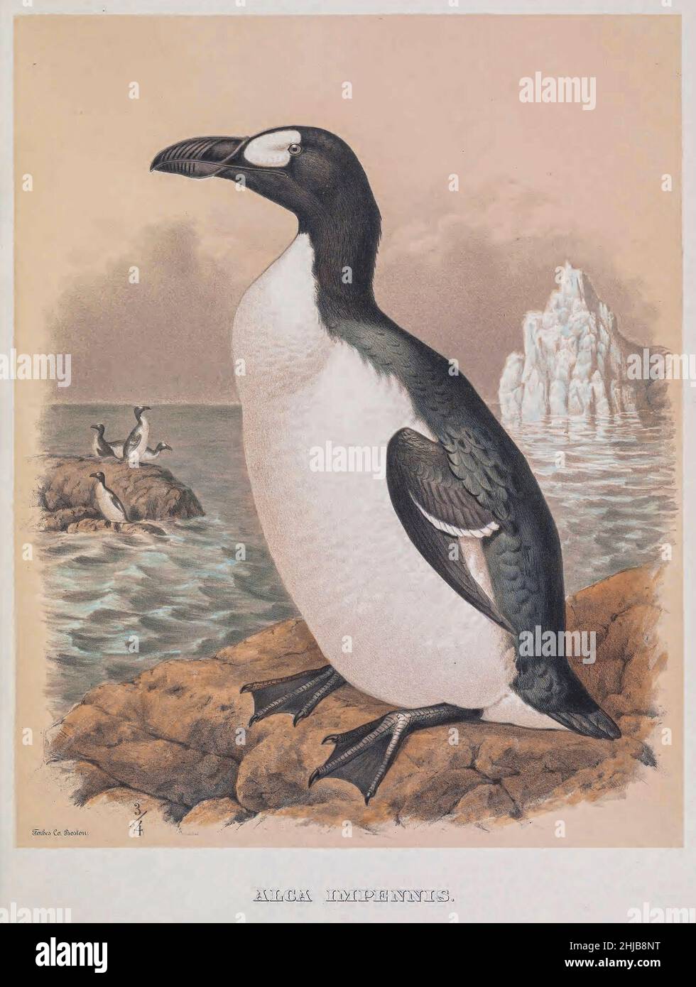 Le grand auk (Pinguinus impennis) est une espèce d'alcide sans flightless qui s'est éteinte au milieu du siècle 19th.C'était la seule espèce moderne du genre Pinguinus.Il n'est pas étroitement lié aux oiseaux maintenant connus comme les pingouins, qui ont été découverts plus tard par les Européens et ainsi nommés par les marins en raison de leur ressemblance physique à la grande auk. Teinté lithographie illustré par Joseph Smit,D'après le livre « les beaux et curieux oiseaux du monde » de Charles Barney Cory, publié par l'auteur pour les abonnés Boston USA 1883.Les plaques sont des lithographies teintées, certaines avec han supplémentaire Banque D'Images