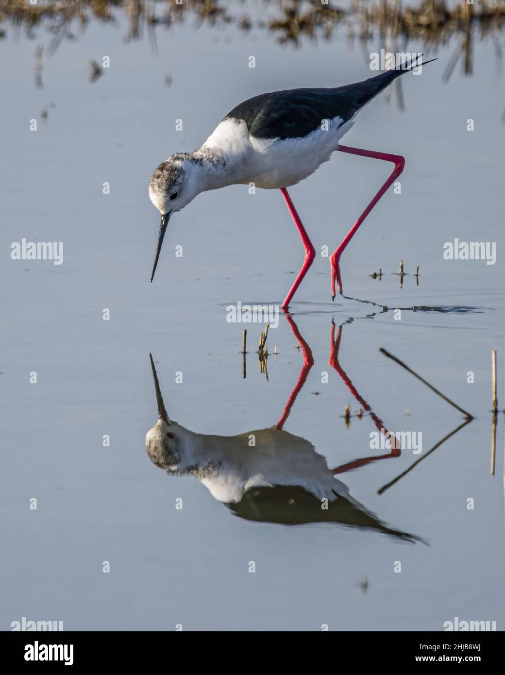 Echasses blanches dans la baie de somme. longues pattes rouges, bec noir Banque D'Images