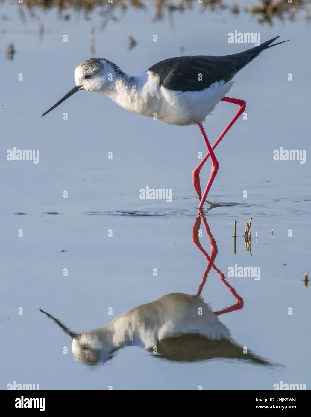 Echasses blanches dans la baie de somme. longues pattes rouges, bec noir Banque D'Images