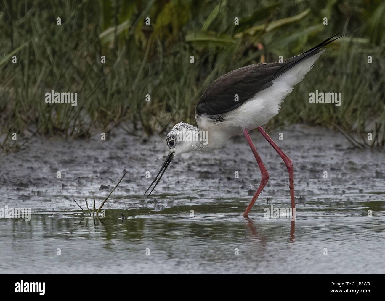 Echasses blanches dans la baie de somme. longues pattes rouges, bec noir Banque D'Images