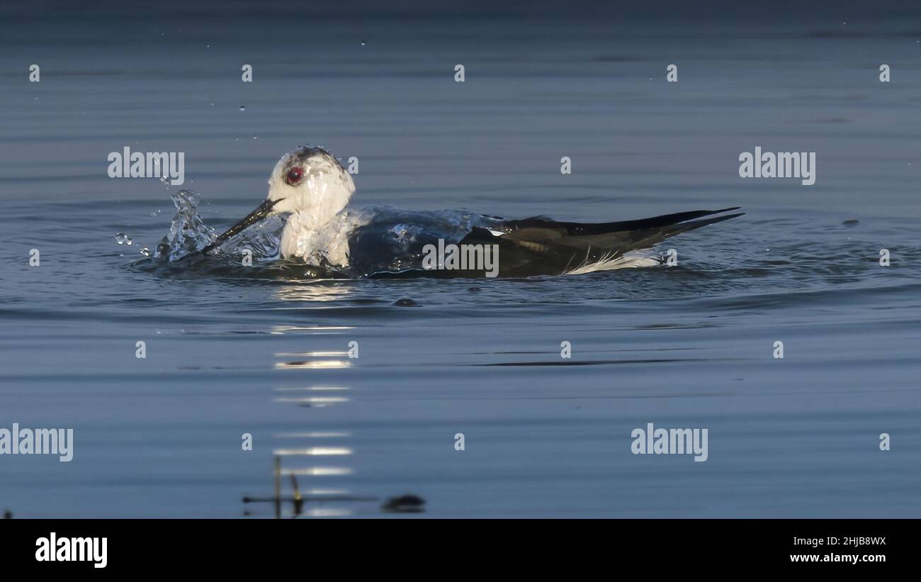 Echasses blanches dans la baie de somme. longues pattes rouges, bec noir Banque D'Images