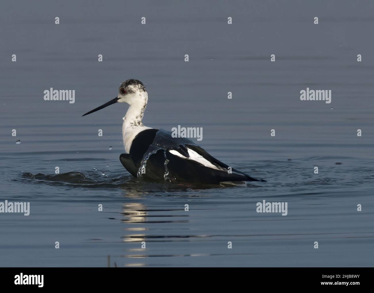 Echasses blanches dans la baie de somme. longues pattes rouges, bec noir Banque D'Images