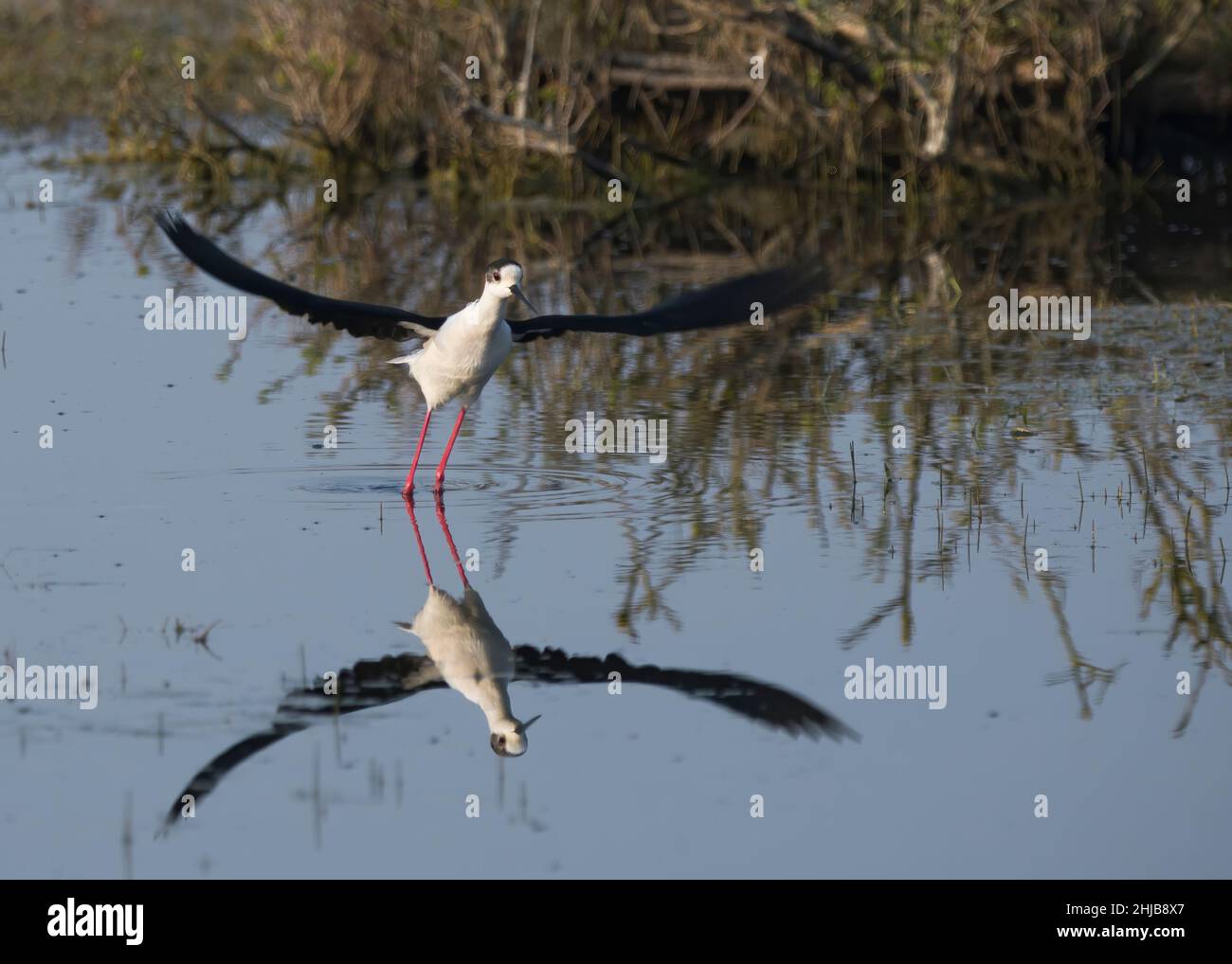 Echasses blanches dans la baie de somme. longues pattes rouges, bec noir Banque D'Images