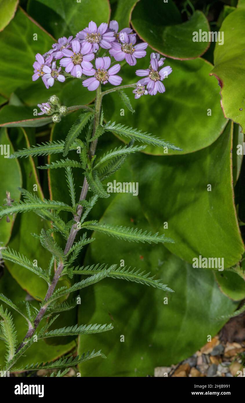 Arrow alpin, Achillea alpina ssp. Pulchra, en fleur.Japon Banque D'Images