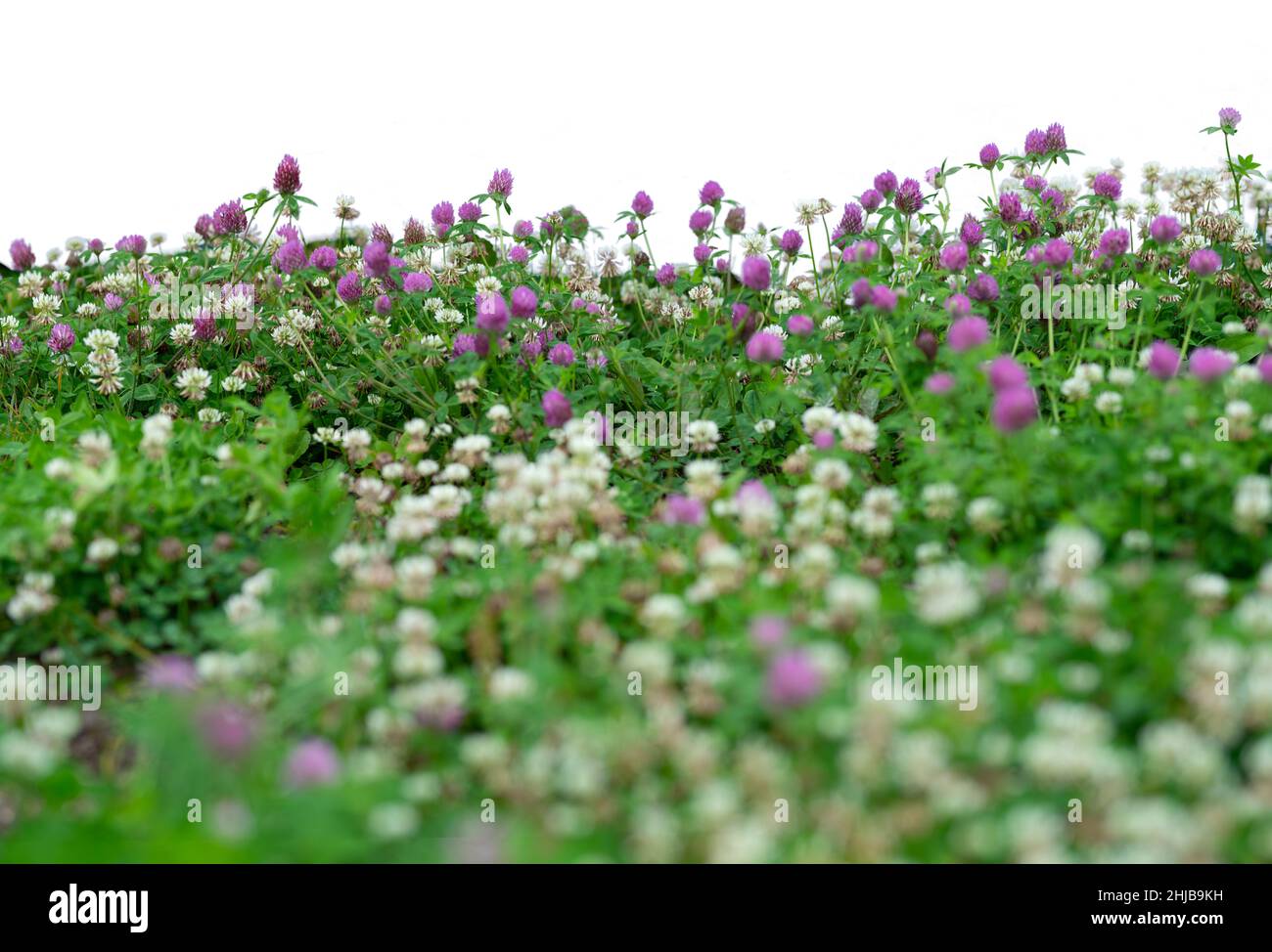 Fleurs d'herbe et de printemps isolées sur blanc Banque D'Images