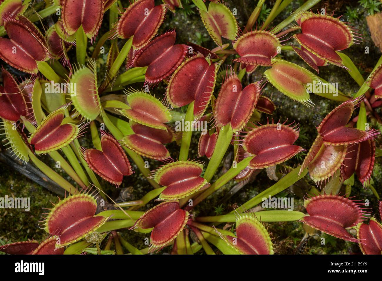 Feuilles de Vénus flytrap, Dionaea musicipula - plante insectivore à tourbières, Caroline du Nord. Banque D'Images