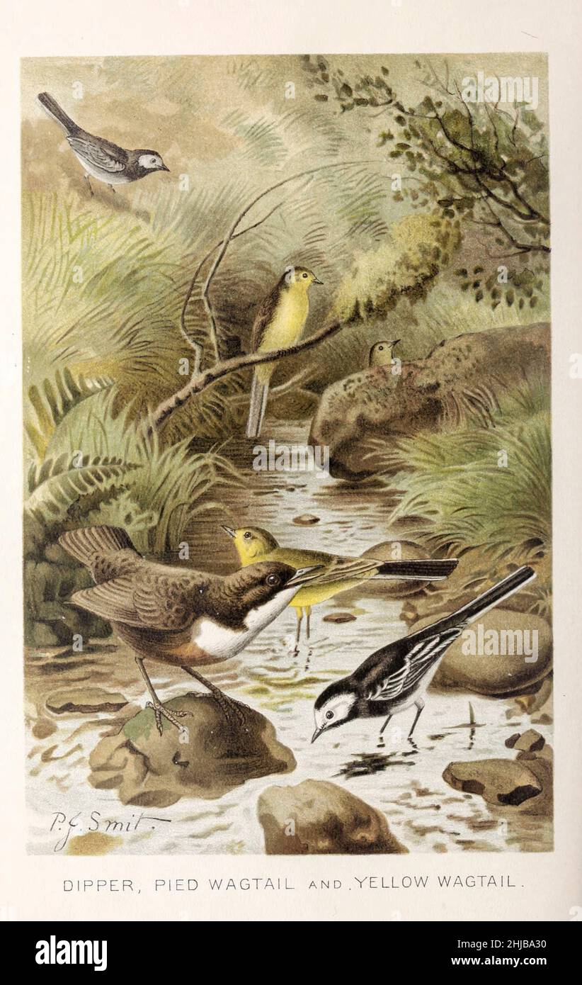 Dipper, Pied Wagtail et Yellow Wagtail illustré par Pierre Jacques Smit de l'histoire naturelle royale édité par Richard Lydekker, Volume III publié en 1893 Banque D'Images