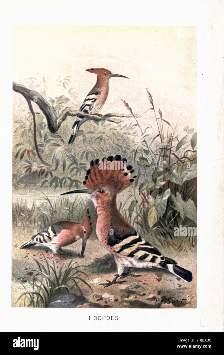 Hoopoe (Upupa epops), illustration du 19th siècle.Cet oiseau se trouve dans toute l'Europe, l'Asie, l'Afrique du Nord et de l'Afrique subsaharienne et Madagascar.Il migre vers des régions tropicales plus chaudes en hiver.Il habite le sol cultivé avec de l'herbe courte où il chasse pour les insectes et les vers. Illustré par Pierre Jacques Smit de l'histoire naturelle royale édité par Richard Lydekker, Volume IV publié en 1895 Banque D'Images