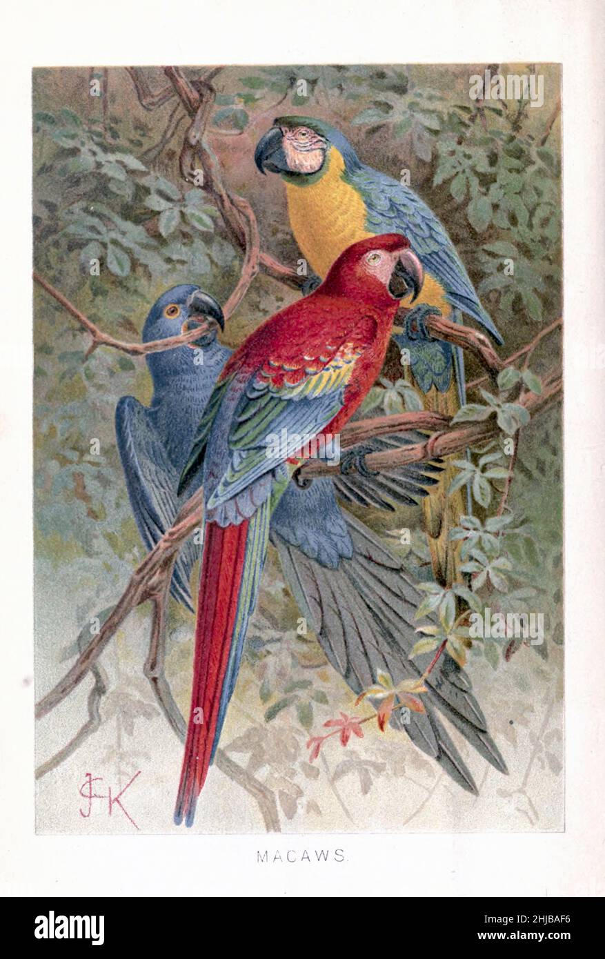 Aras illustrés par Johannes Gerardus Keulemans (J.G. Keulemans) de l'histoire naturelle royale édité par Richard Lydekker, Volume IV publié en 1895 Banque D'Images