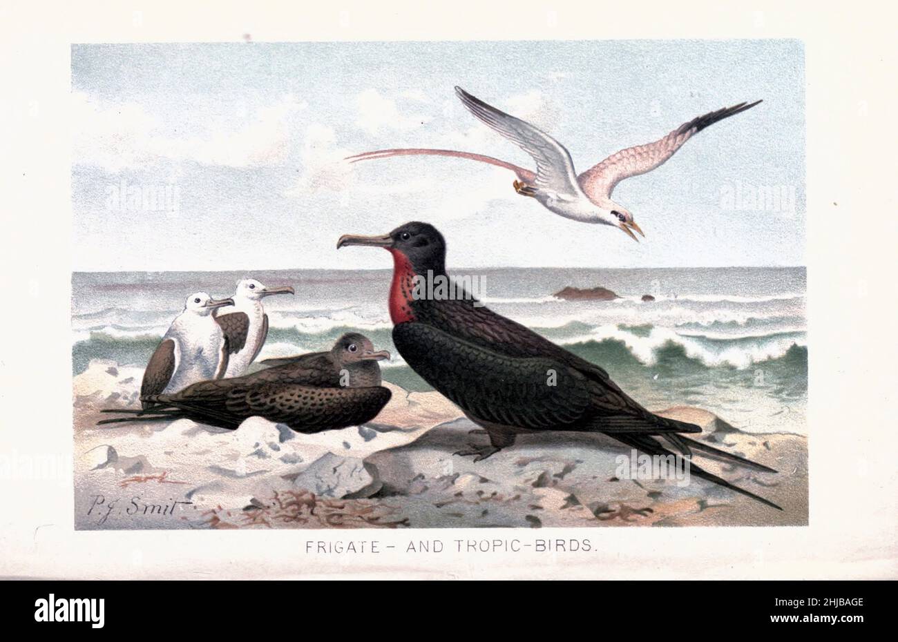 Les oiseaux de frégate (également classés comme 'oiseau frégate', 'oiseau frégate', 'frégate', 'pétrel frégate') sont une famille d'oiseaux de mer appelés Fregatidae qui se trouvent dans tous les océans tropicaux et subtropicaux.Les cinq espèces existantes sont classées dans un seul genre, Fregata. Illustré par Pierre Jacques Smit de l'histoire naturelle royale édité par Richard Lydekker, Volume IV publié en 1895 Banque D'Images