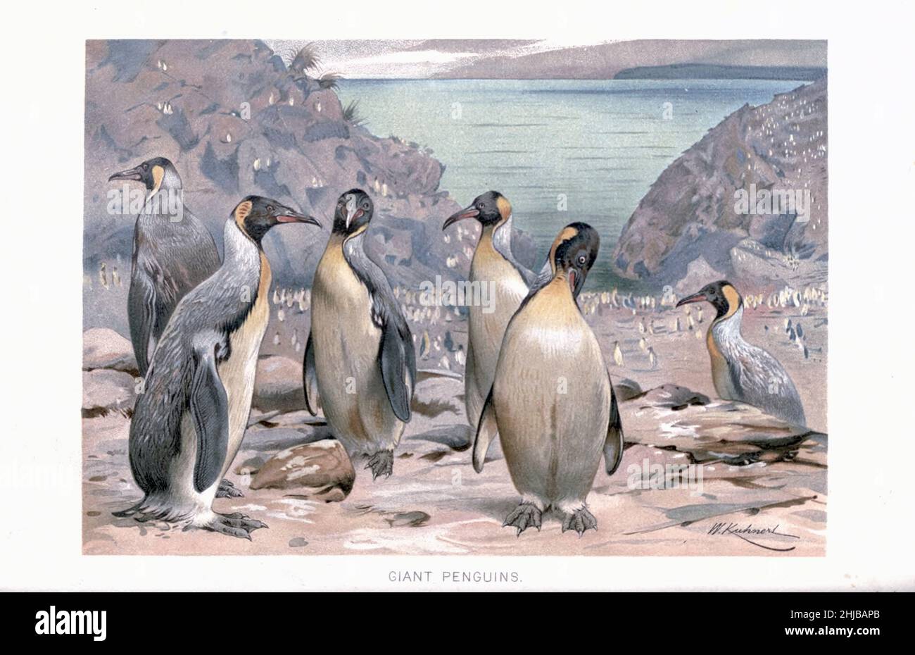 Pingouins géants illustrés par Wilhelm Kuhnert de l'histoire naturelle royale édité par Richard Lydekker, Volume IV publié en 1895 Banque D'Images