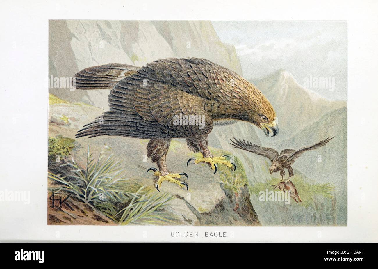 L'aigle doré (Aquila chrysaetos) est un oiseau de proie vivant dans l'hémisphère Nord.C'est l'espèce d'aigle la plus largement distribuée.Comme tous les aigles, il appartient à la famille des Accipitridae.Illustré par Johannes Gerardus Keulemans (J.G. Keulemans) de l'histoire naturelle royale édité par Richard Lydekker, Volume IV publié en 1895 Banque D'Images