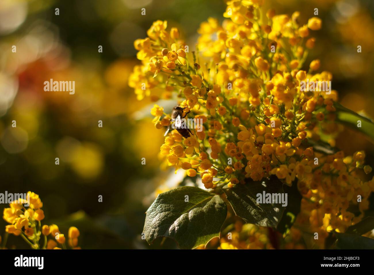 L'abeille recueille le nectar sur le jaune fleuri Mahonia repens - arbre à miel dans le jardin Banque D'Images