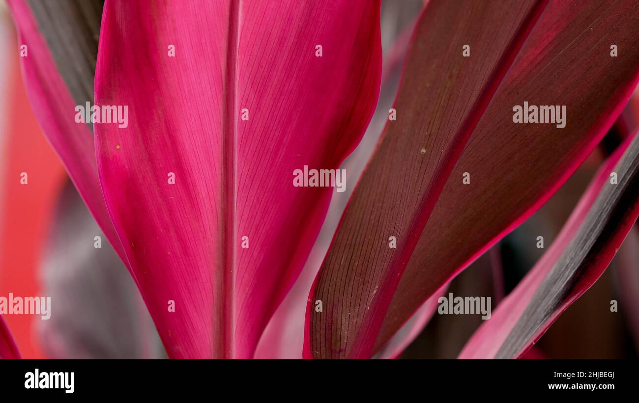 Fermez les feuilles rouges de Cordyline fruticosa.Plantes tropicales pour le fond de la nature. Banque D'Images