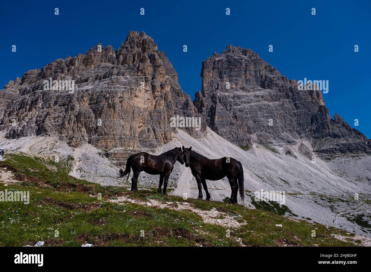 Deux chevaux noirs sont debout sur une colline rocheuse, les faces sud du groupe de montagne Tre cime di Lavaredo au loin. Banque D'Images