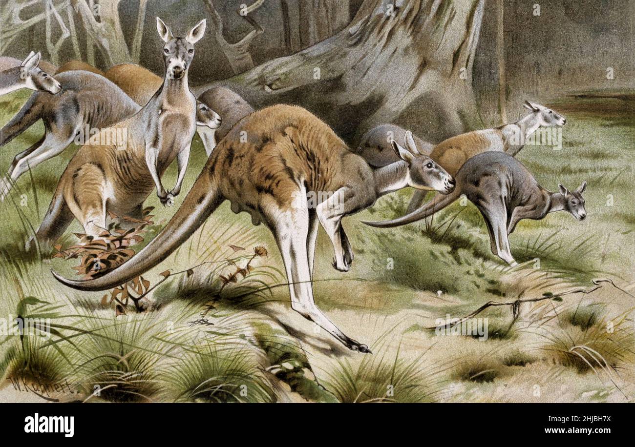 Le kangourou rouge (Osphranter rufus) est le plus grand de tous les  kangourous, le plus grand mammifère terrestre originaire d'Australie et le  plus grand marsupial existant.On le trouve dans toute l'Australie  continentale,