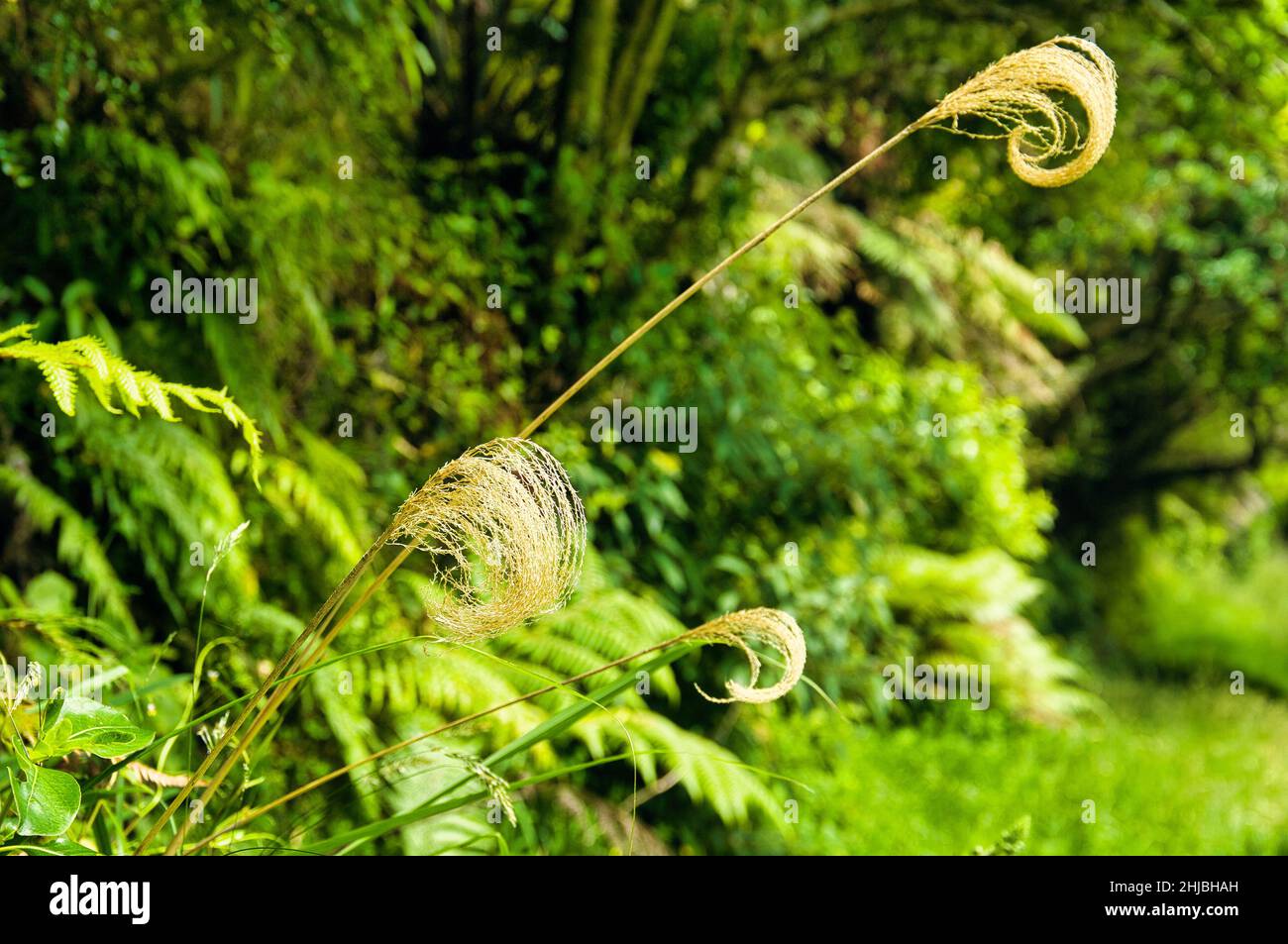 Des panaches élégamment formées de toetoe ou de crapaud (Austroderia), endémique en Nouvelle-Zélande, sur le fond de la forêt pluviale tempérée Banque D'Images