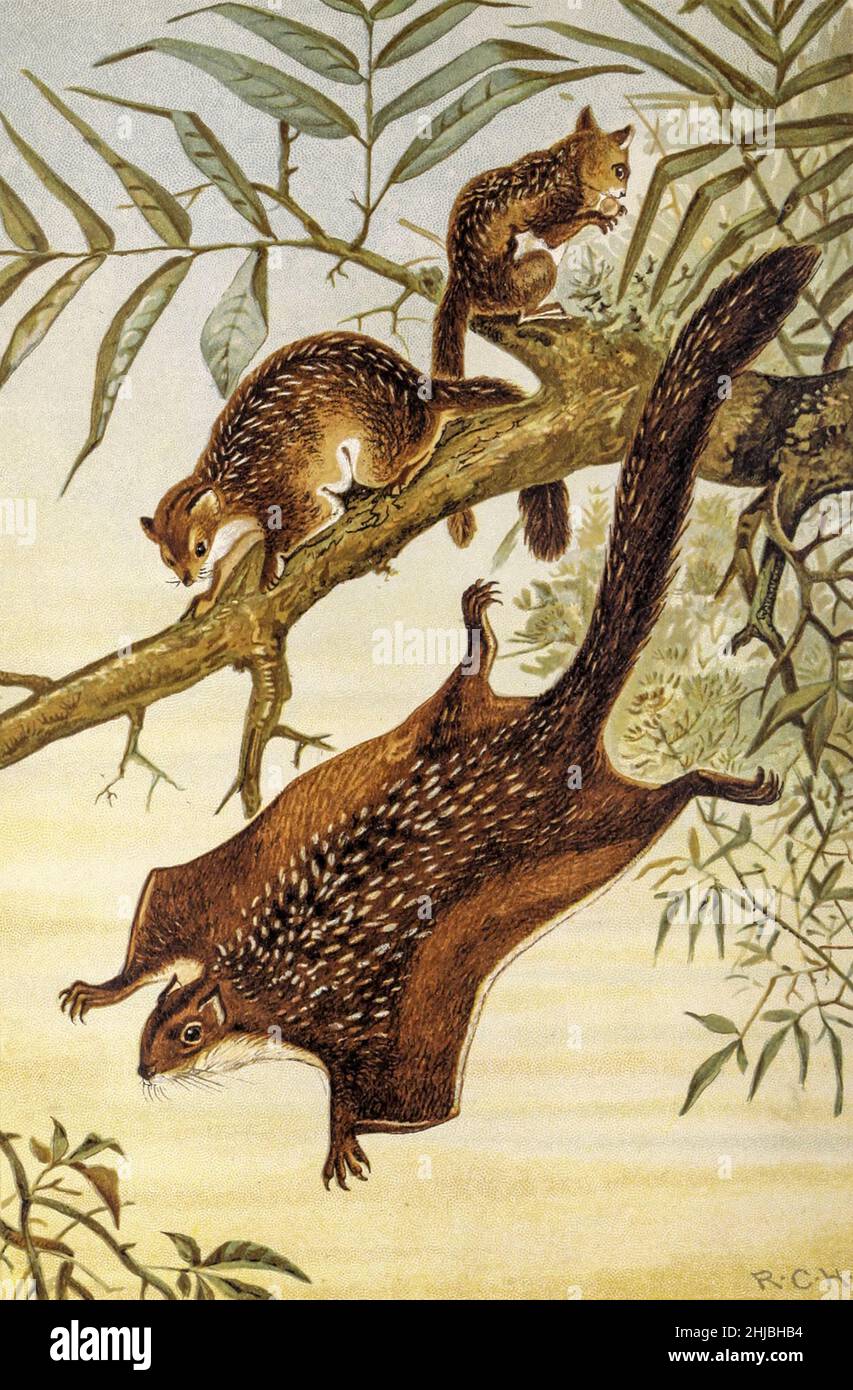 Écureuil volant, illustration du 19th siècle les écureuils volants (connus scientifiquement sous le nom de Pteromyini ou Petauristini) sont une tribu de 50 espèces d'écureuils de la famille des Sciuridae.Ils ne sont pas capables de voler de la même manière que les oiseaux ou les chauves-souris, mais ils peuvent glisser d'un arbre à l'autre à l'aide d'une patagium, d'une membrane en forme de parachute à fourrure qui s'étend du poignet à la cheville.Leurs longues queues assurent la stabilité en vol.Anatomiquement, ils sont très semblables à d'autres écureuils avec un certain nombre d'adaptations pour s'adapter à leur mode de vie; leurs os de membre sont plus longs et leurs os de main, pied Banque D'Images