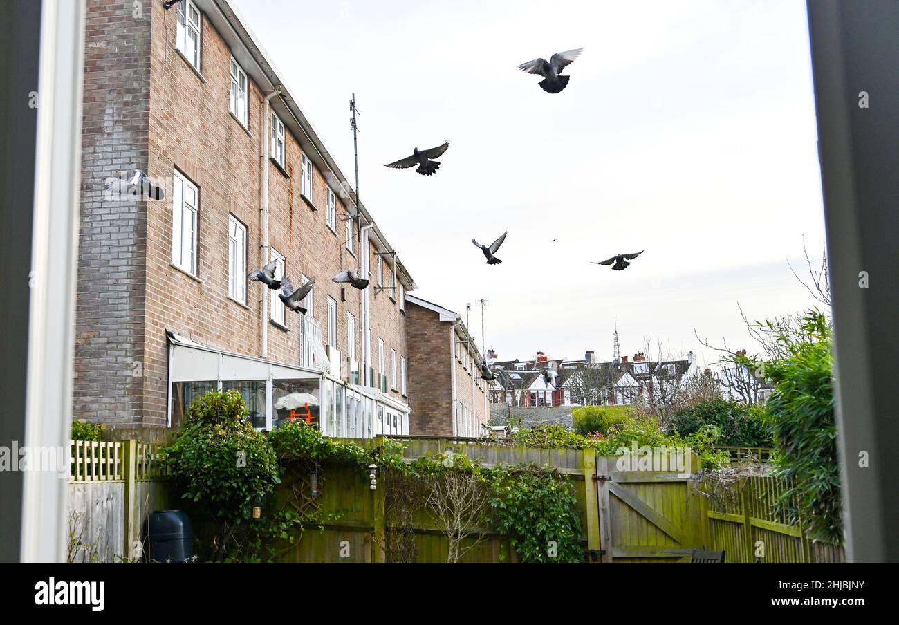 Brighton, Royaume-Uni.28th janvier 2022.Les pigeons survolent un jardin de Brighton lors de la grande observation des oiseaux du RSPB qui aura lieu au cours des trois prochains jours au Royaume-Uni .L'observation d'oiseaux annuelle aide le RSPB à surveiller la progression des nombres d'oiseaux, car 38 millions d'oiseaux ont été perdus dans le ciel britannique au cours des 50 dernières années.: crédit Simon Dack/Alamy Live News Banque D'Images