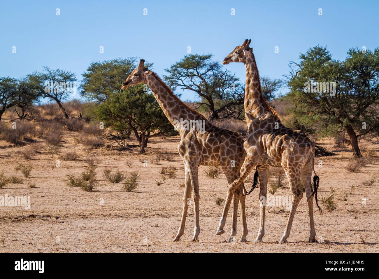 Couple de girafes dans le parc transfrontier de Kgalagadi, Afrique du Sud ; famille de Giraffa camolocardalis de Giraffidae Banque D'Images