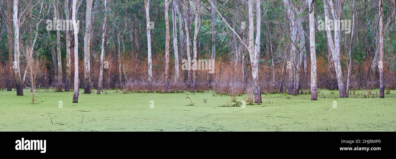 Burke Rd Billabong Panorama Banque D'Images