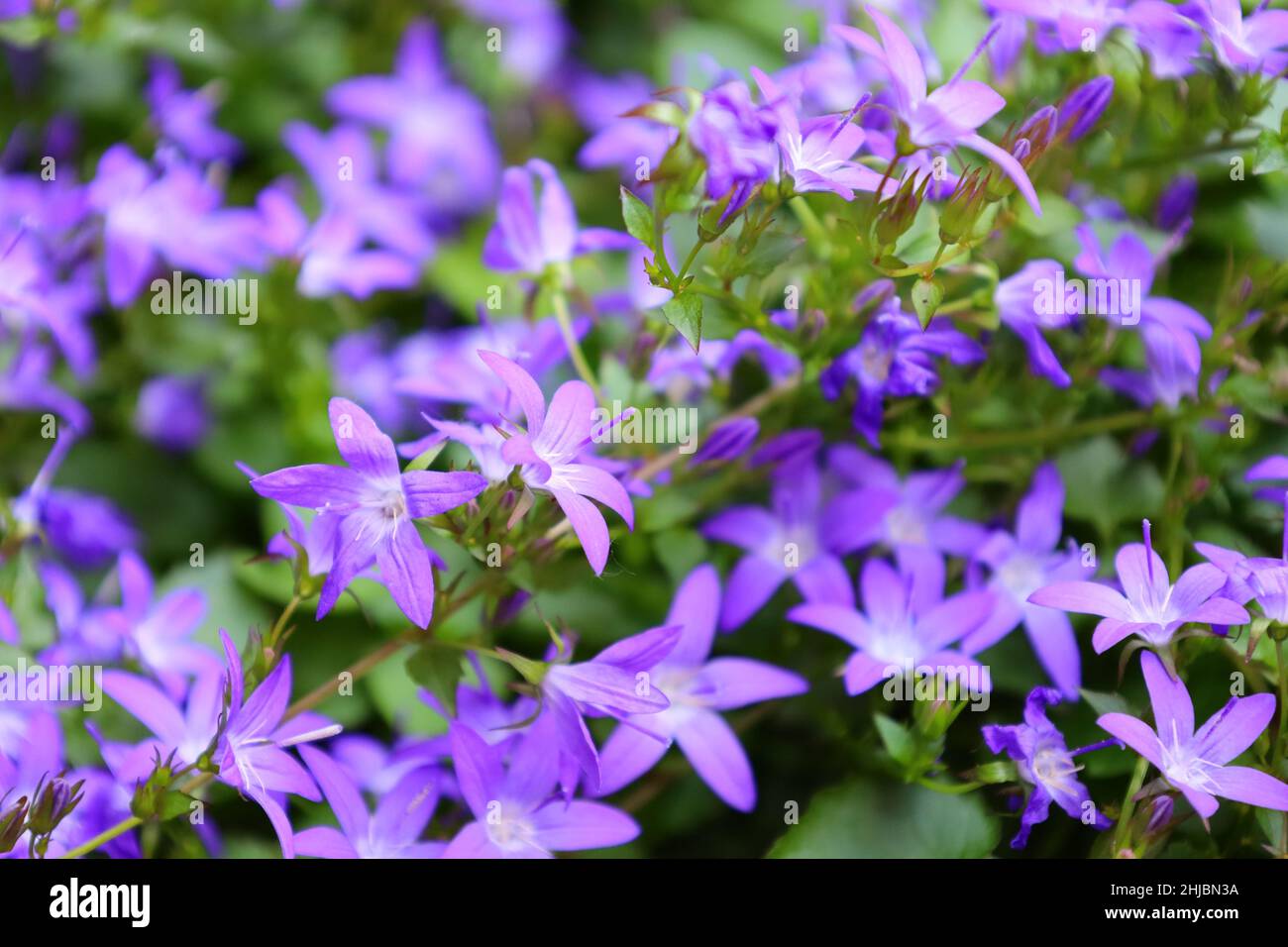 Bonn Allemagne juin 2021 gros plan des cloches à fleurs violettes en plein soleil sur fond vert Banque D'Images