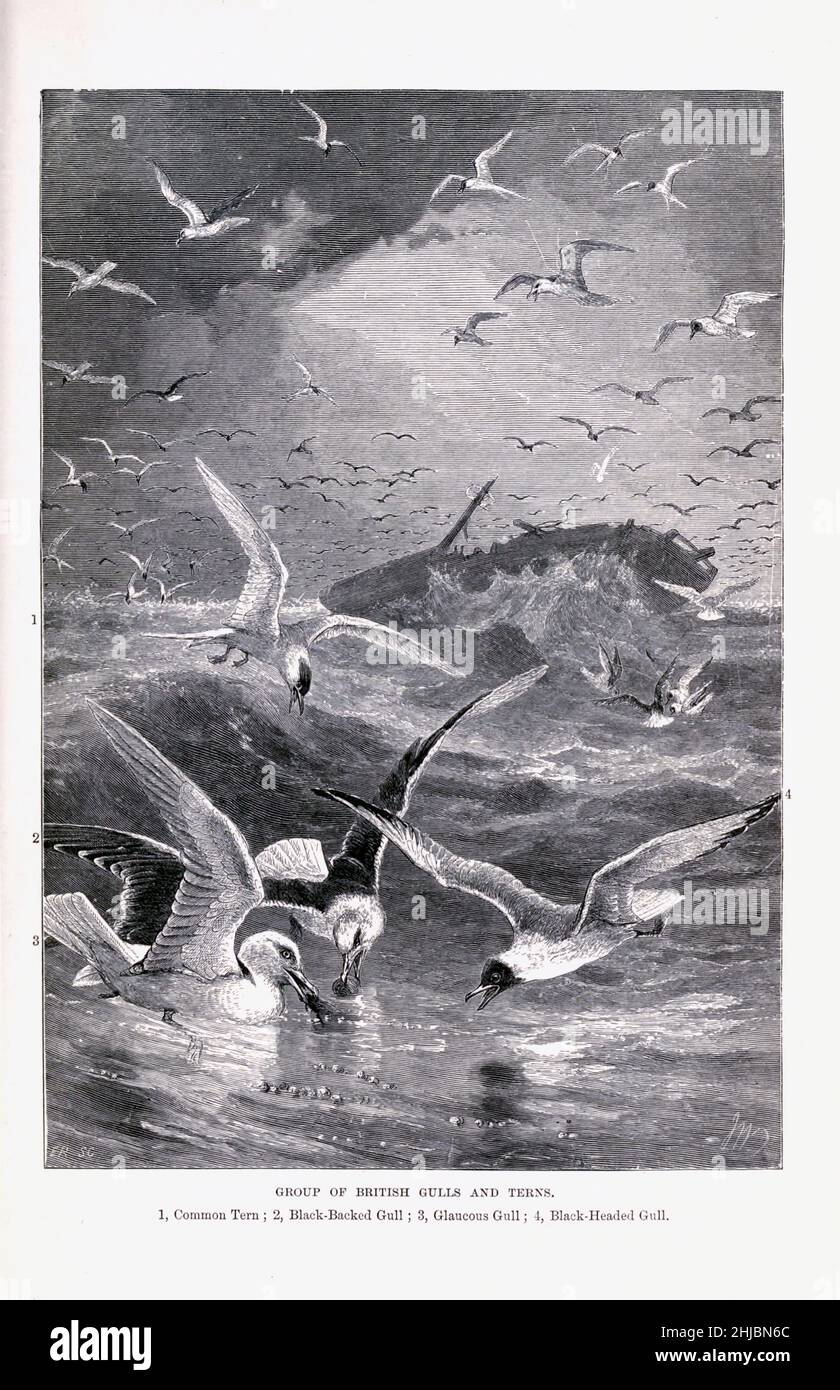 Groupe de goélands et de Terns britanniques 1.Dix commun; 2.Bull à dos noir; 3.Gull glamour; 4.Le Mouette à tête noire de l'histoire naturelle royale édité par Richard Lydekker, Volume IV publié en 1895 Banque D'Images