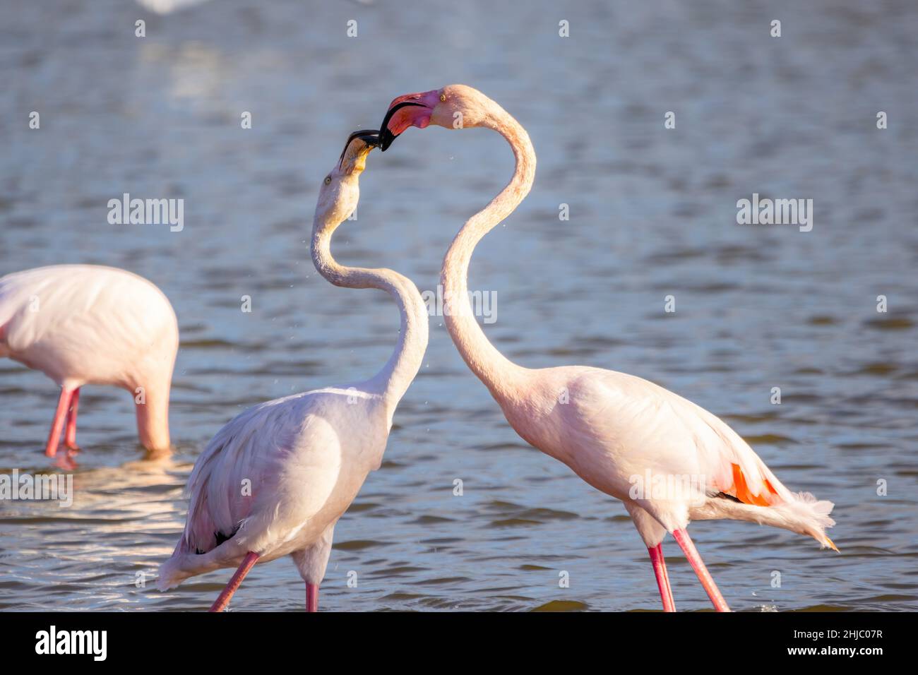 Deux flamants roses embrassant dans la nature Banque D'Images