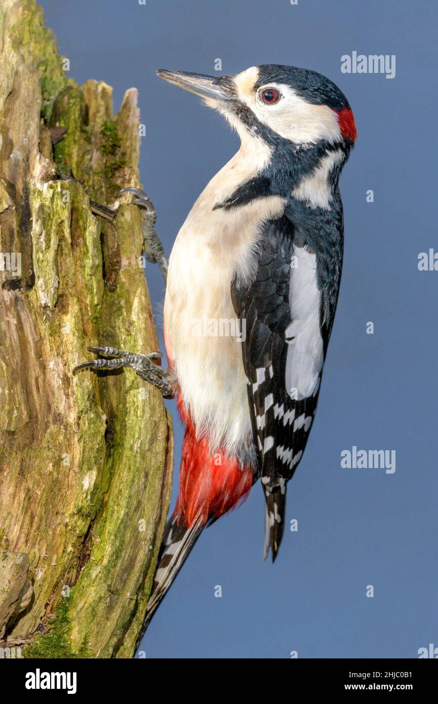 Le grand pic à pois (Dendrocopos Major) est un pic de taille moyenne avec un plumage noir et blanc à pied et une tache rouge sur le bas du ventre Banque D'Images