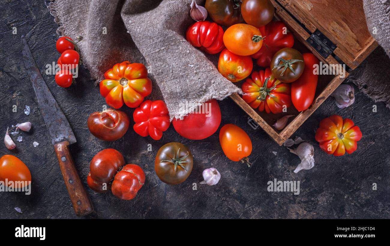 Récolter des tomates biologiques assorties - rouge, jaune, orange, marron.Variété de tomates fraîches et colorées de différentes variétés.Composition de style rétro Banque D'Images