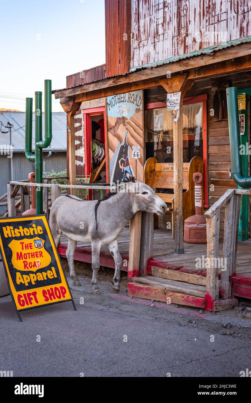 Âne sauvage, burro, près d'un magasin de souvenirs à Oatman, Arizona, États-Unis Banque D'Images