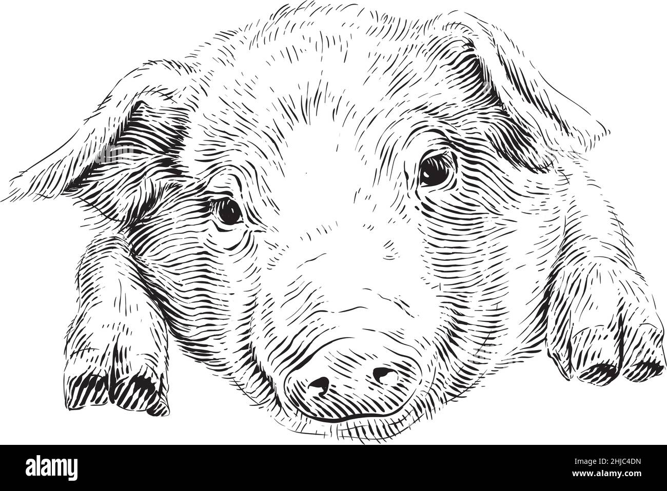 tête de porcelet dessin main croquis gravure style d'illustration Illustration de Vecteur