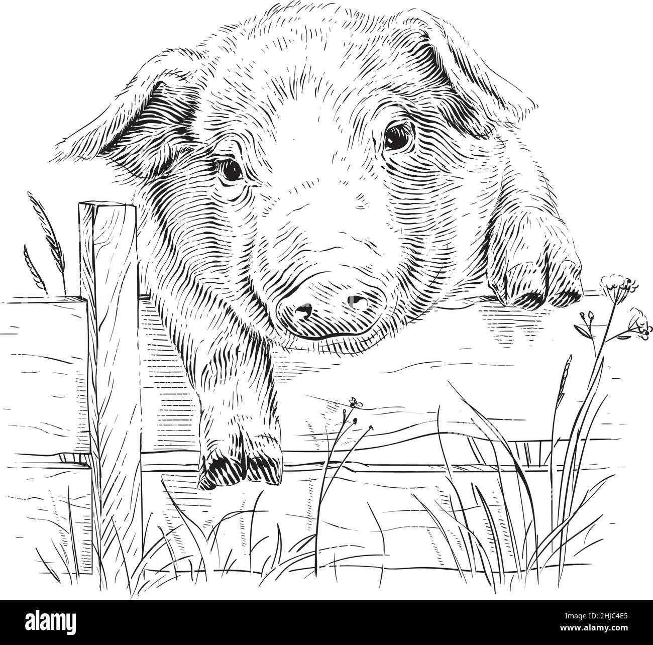 tête de porcelet dessin main croquis gravure style d'illustration Illustration de Vecteur