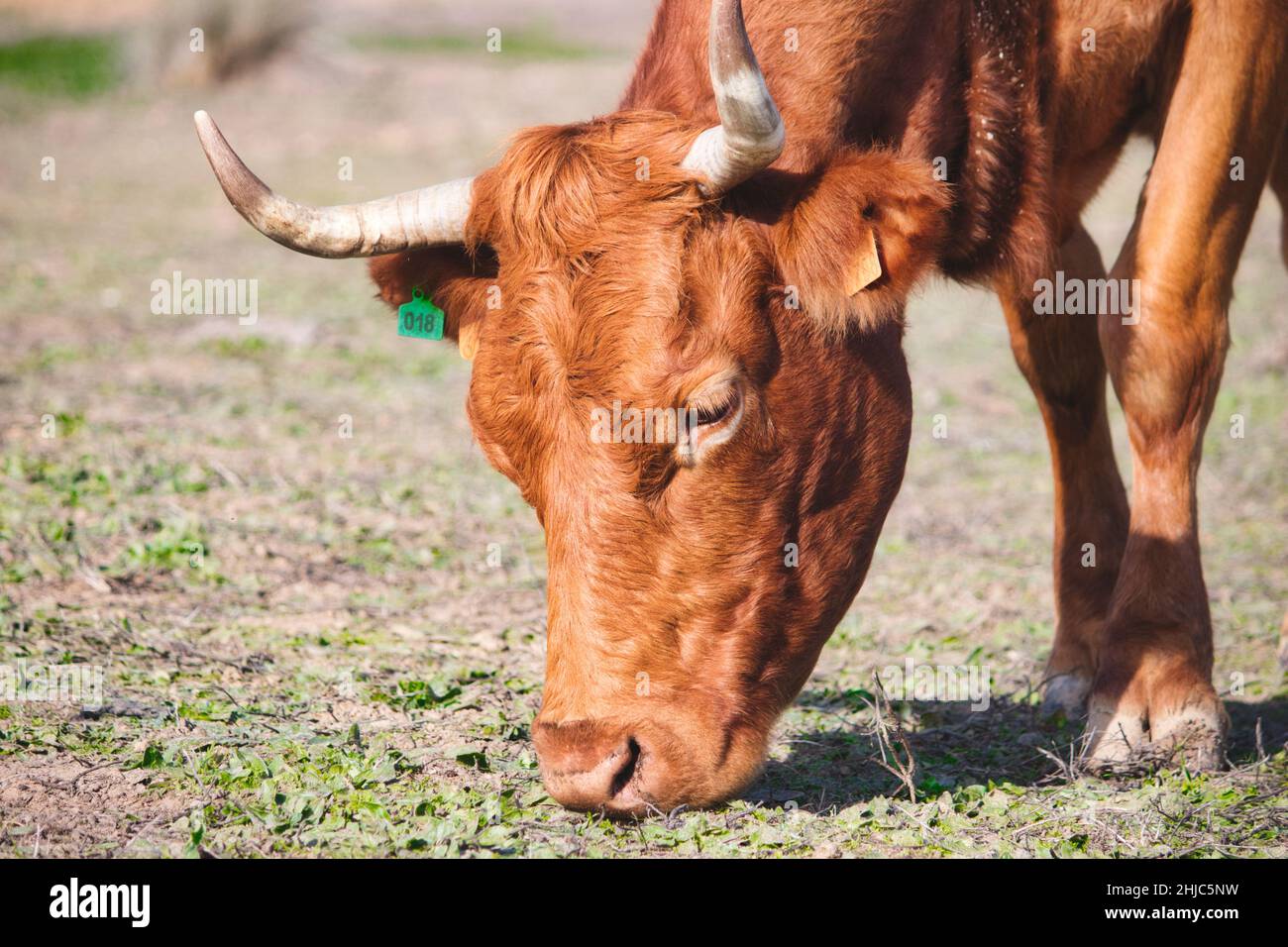 Gros plan d'une vache brune (Rubia Gallega) qui broutage dans un champ Banque D'Images
