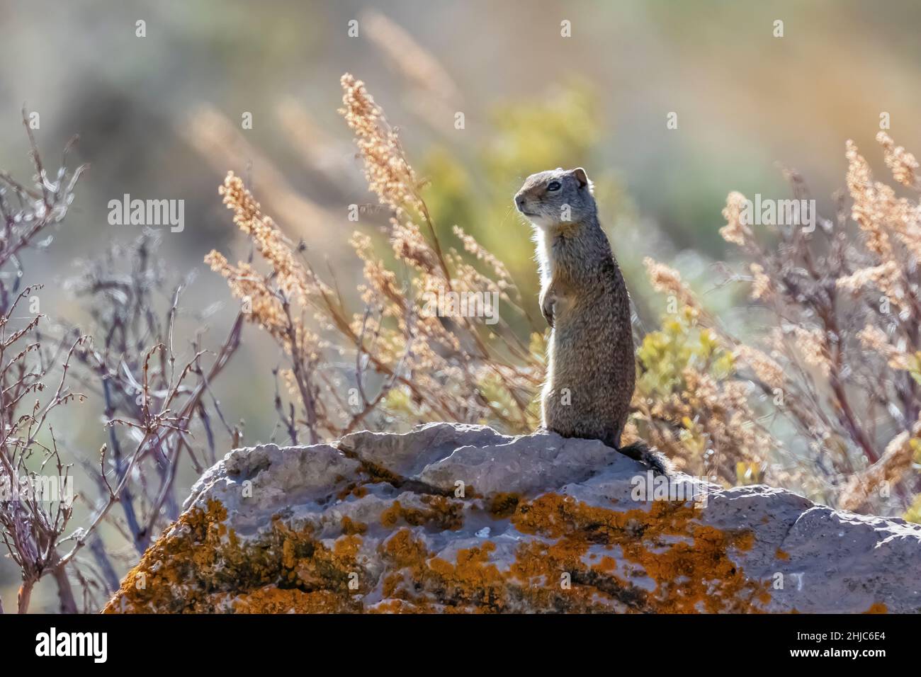 Uinta Ground Squirrel, Urocitellus armatus, en alerte dans le parc national de Grand Teton, Wyoming, États-Unis Banque D'Images