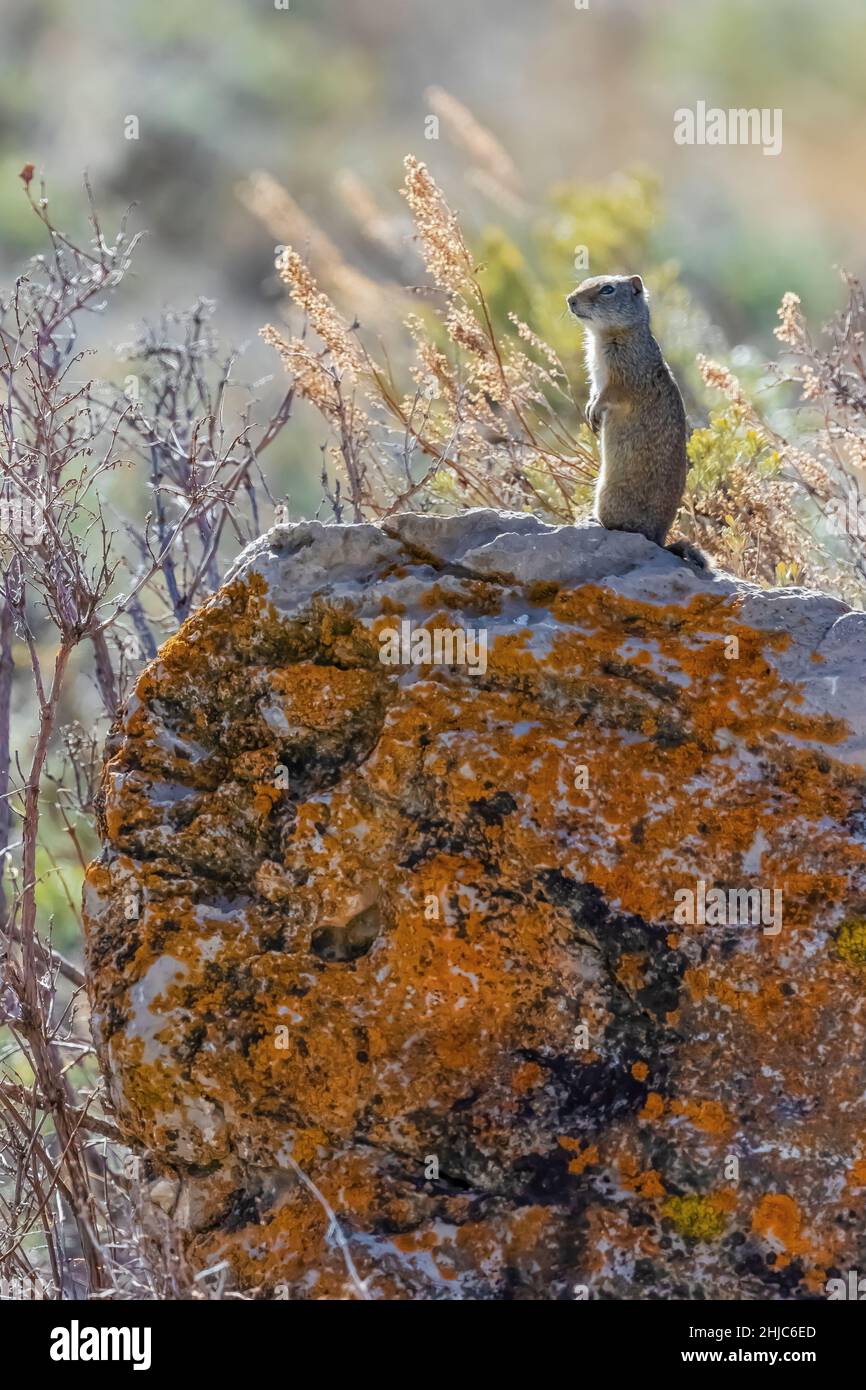 Uinta Ground Squirrel, Urocitellus armatus, en alerte dans le parc national de Grand Teton, Wyoming, États-Unis Banque D'Images