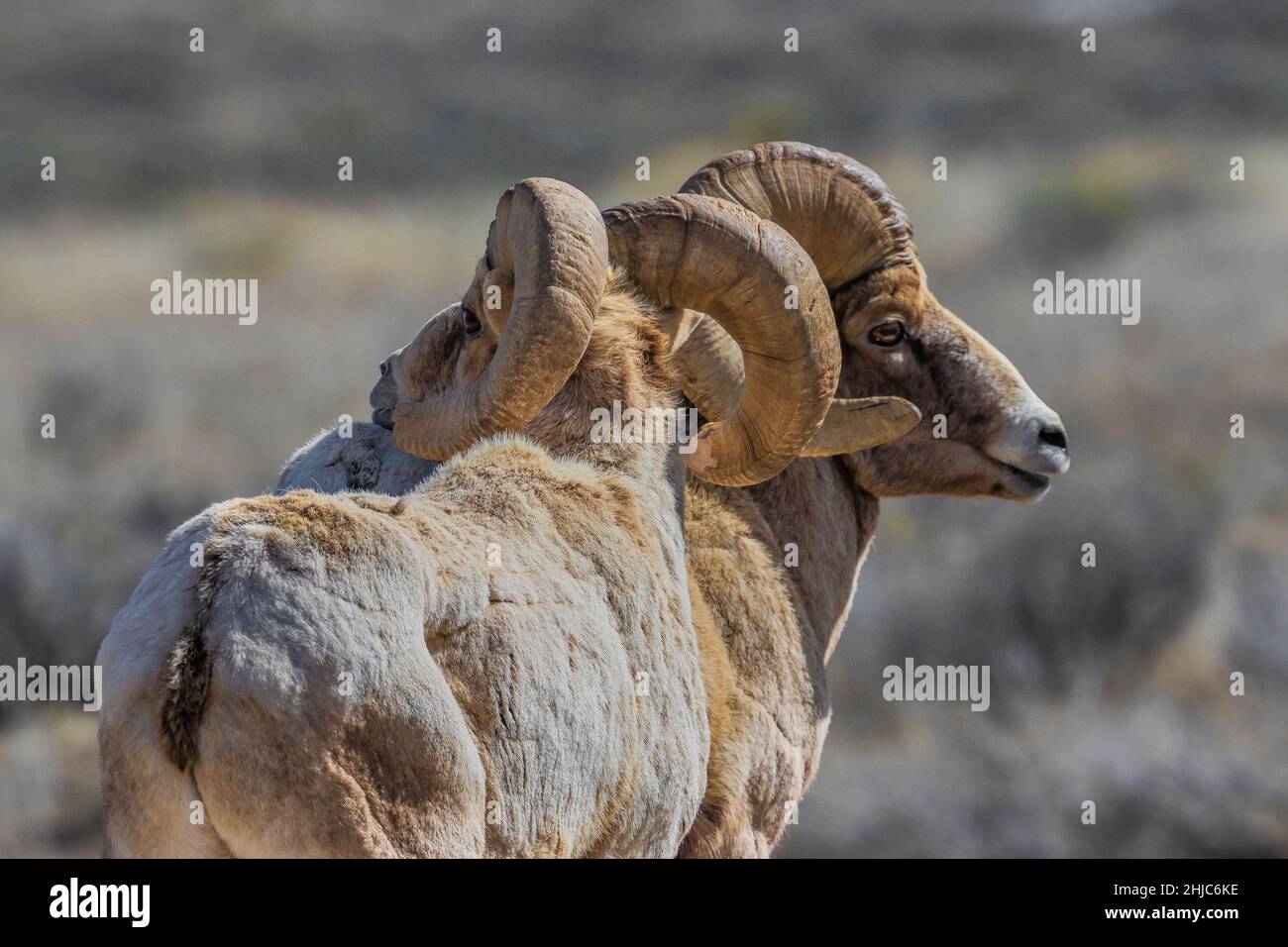 Mouton de Bighorn des montagnes Rocheuses, Ovis canadensis, dans la réserve nationale d'élans, Jackson Hole, Wyoming, États-Unis Banque D'Images