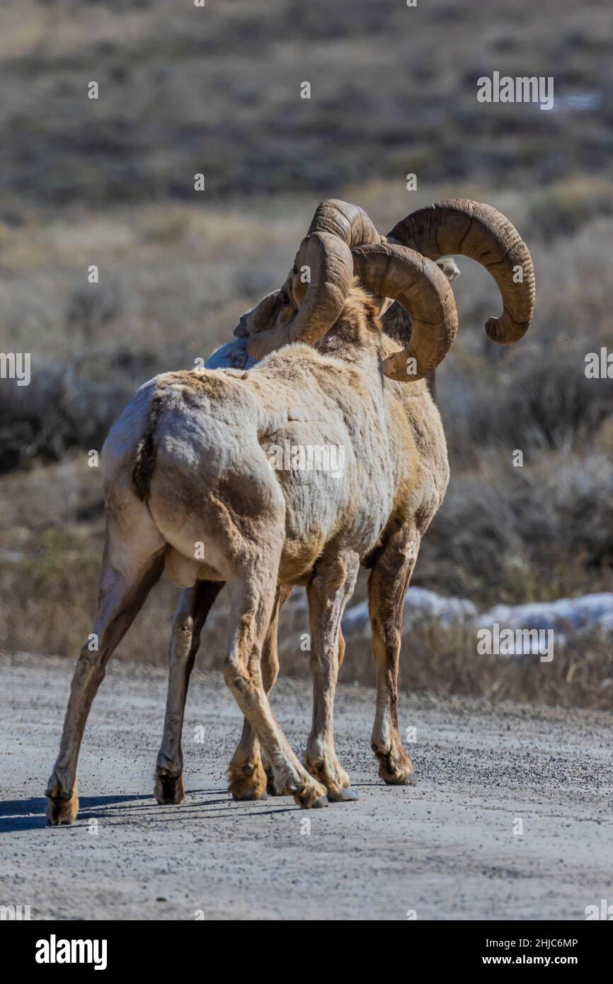 Mouton de Bighorn des montagnes Rocheuses, Ovis canadensis, dans la réserve nationale d'élans, Jackson Hole, Wyoming, États-Unis Banque D'Images