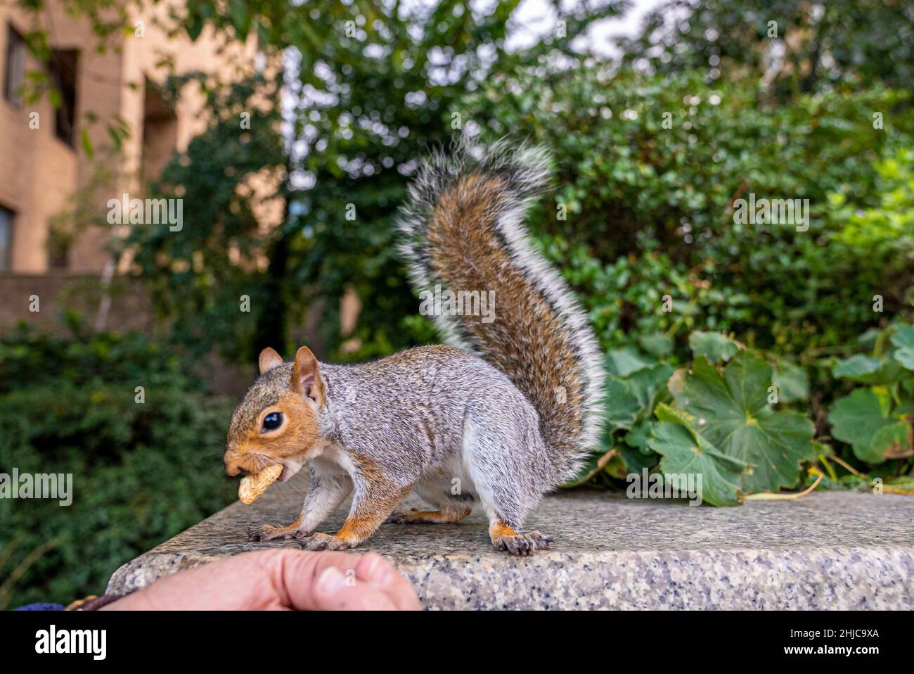 Mignon petit écureuil avec queue floue mange des arachides de la main humaine Banque D'Images