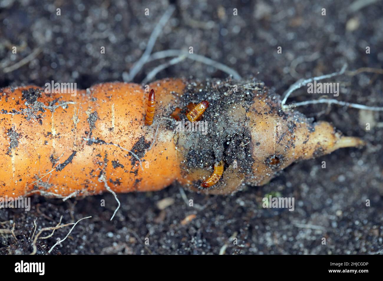 Racine de carotte détruite par les larves d'Elateridae - cliquez sur la famille des coléoptères appelée vers-fils. Banque D'Images