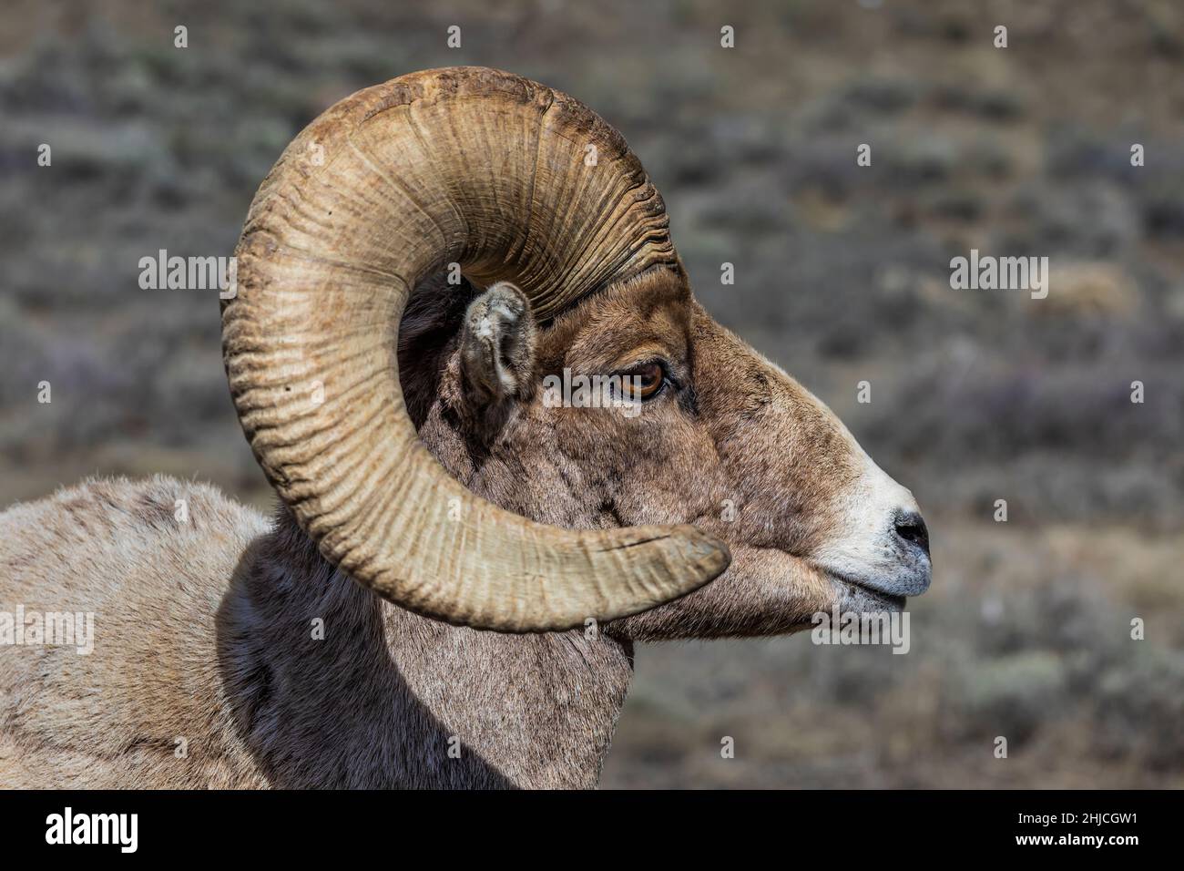 Mouton de Bighorn des montagnes Rocheuses, Ovis canadensis, dans la réserve nationale d'élans, Jackson Hole, Wyoming, États-Unis Banque D'Images