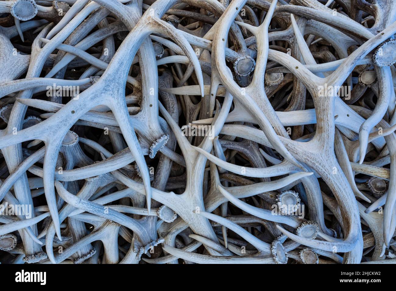 Elk Antlers dans le centre-ville de Jackson près du parc national de Grand Teton, Wyoming, États-Unis Banque D'Images
