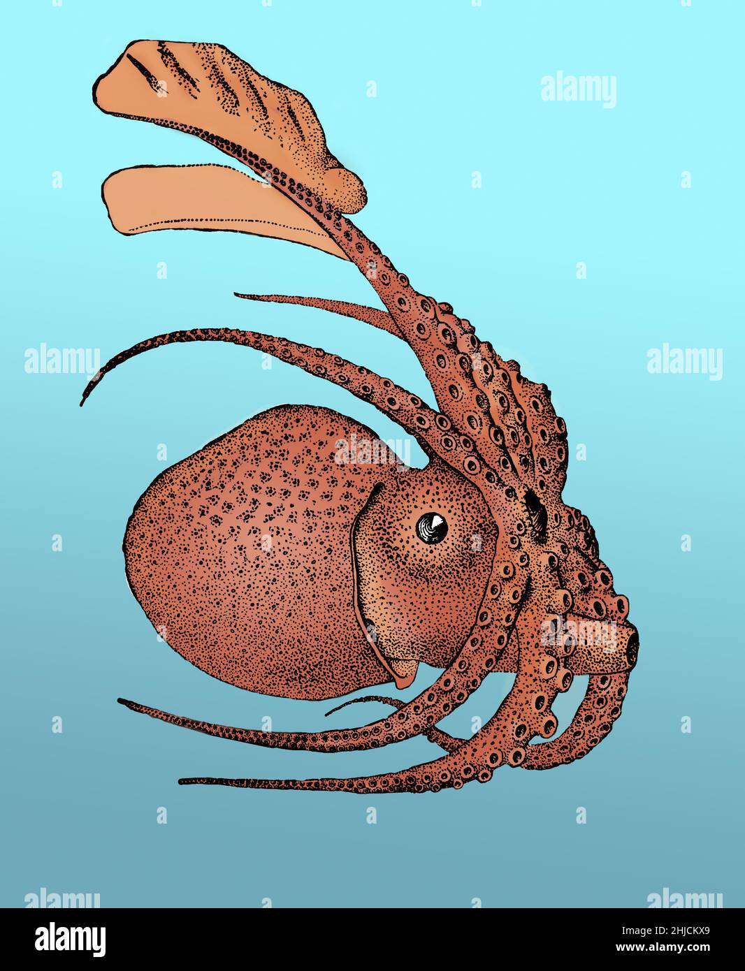 Argonauta argo, également connu sous le nom de Grand argonaut, est une espèce d'octopus pélagique appartenant au genre Argonauta.Argonauta argo est cosmopolite et se trouve dans les eaux tropicales et subtropicales du monde entier.Couleurs améliorées. Banque D'Images
