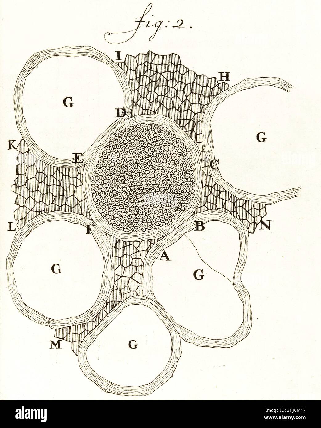 Les nerfs de la moelle épinière des vaches et des moutons, coupés et examinés à l'aide du microscope.Observé et dessiné par Anthony van Leeuwenhoek, 1719.Leeuwenhoek (1632-1723) est un scientifique néerlandais, considéré maintenant comme le premier microbiologiste.Il est surtout connu pour son travail sur l'amélioration du microscope et pour ses contributions à l'établissement de la microbiologie. Banque D'Images