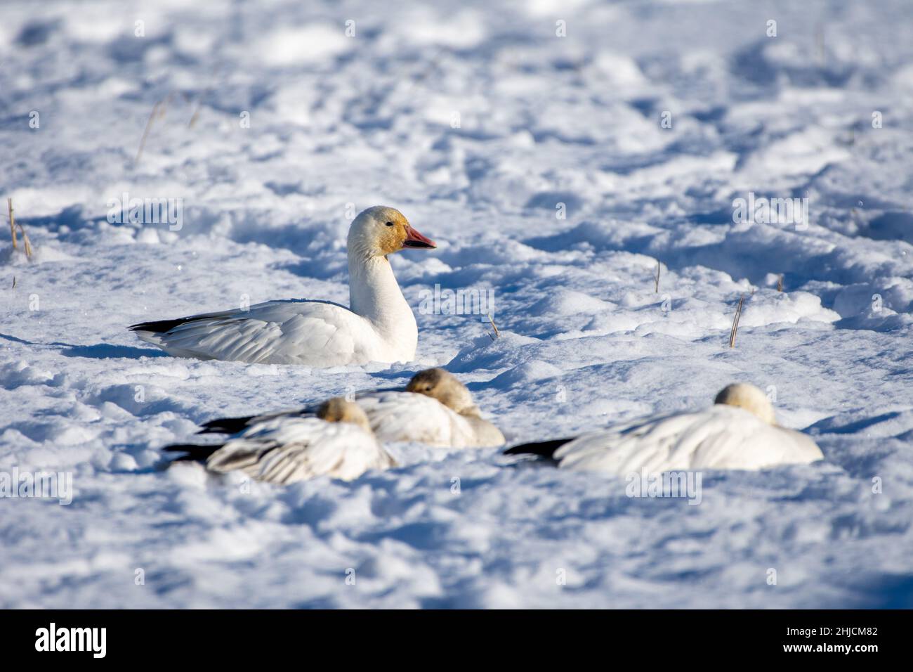 L'oie des neiges (Anser caerulescens) se reposant dans la neige au soleil Banque D'Images