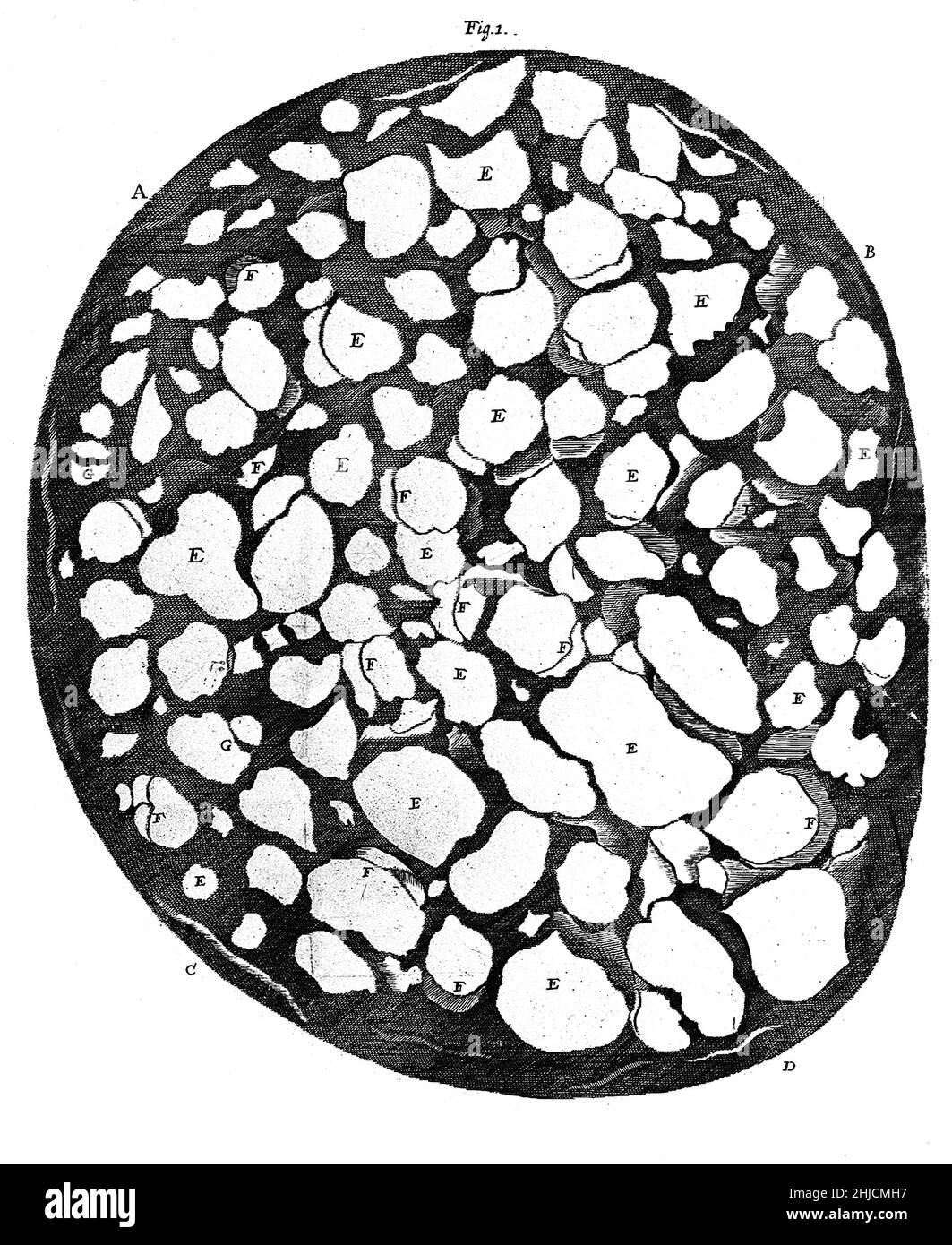 Dessin historique montrant une section transversale du nerf optique, par Anthony van Leeuwenhoek, 1675.Leeuwenhoek (1632-1723) est un scientifique néerlandais, considéré maintenant comme le premier microbiologiste.Il est surtout connu pour son travail sur l'amélioration du microscope et pour ses contributions à l'établissement de la microbiologie. Banque D'Images