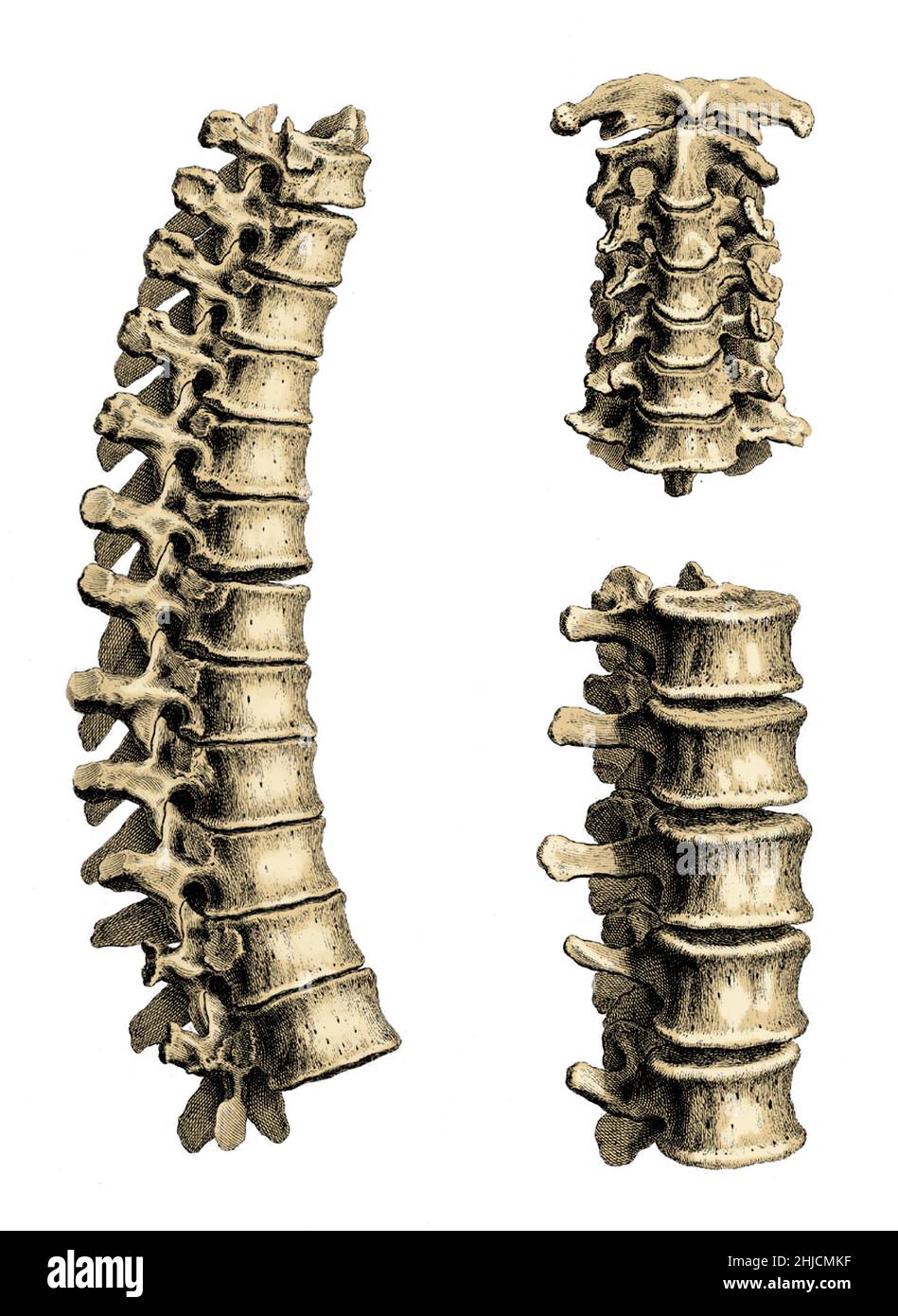 Tôle 10.William Cheselden (19 octobre 1688 - 10 avril 1752) était un anatomiste et chirurgien anglais.En 1733, il publie Osteographia ou The Anatomy of Bones, la première description complète et précise de l'anatomie du système squelettique humain.Osteographia, avec ses nouvelles vignettes et son utilisation d'une caméra obscura dans la production des plaques, est reconnu comme un point de repère dans l'histoire de l'illustration anatomique. Banque D'Images