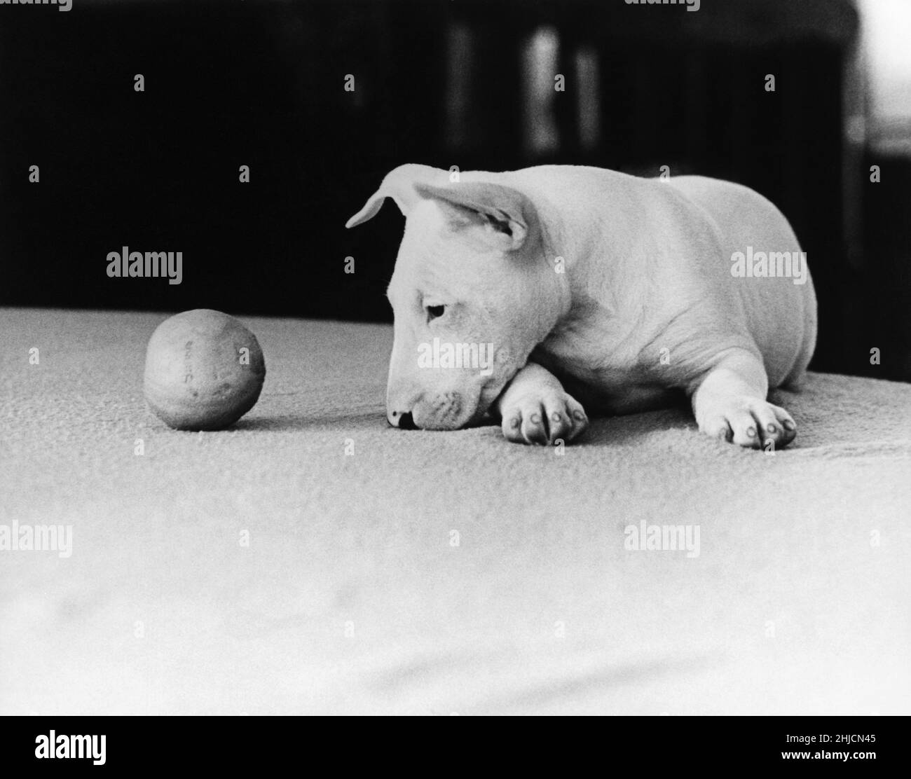 Un Bull-terrier anglais de cinq mois garde l'œil sur le ballon. Banque D'Images